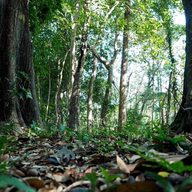 Goa Wildlife Sanctuary with natural habitat