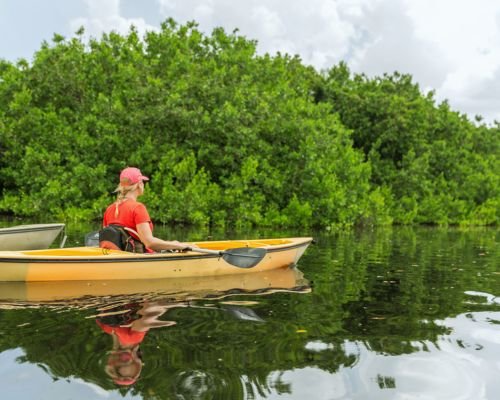 Woman kayaking amidst lush green mangroves in serene backwaters.