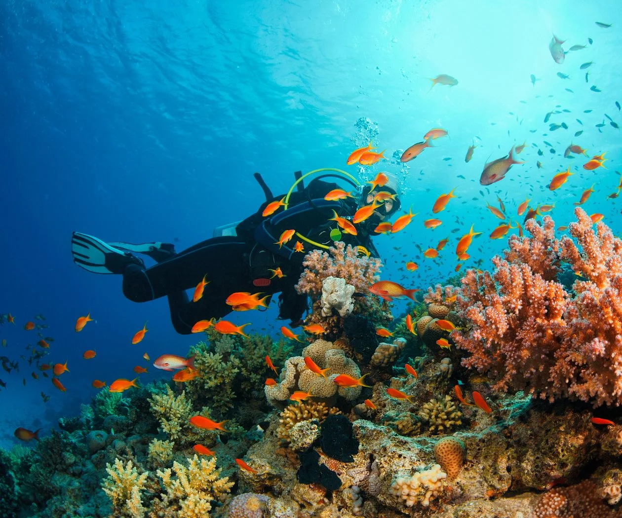 A man scuba diving among colorful coral reefs in the ocean.