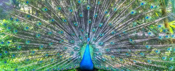 Peacock in Wildlife Image