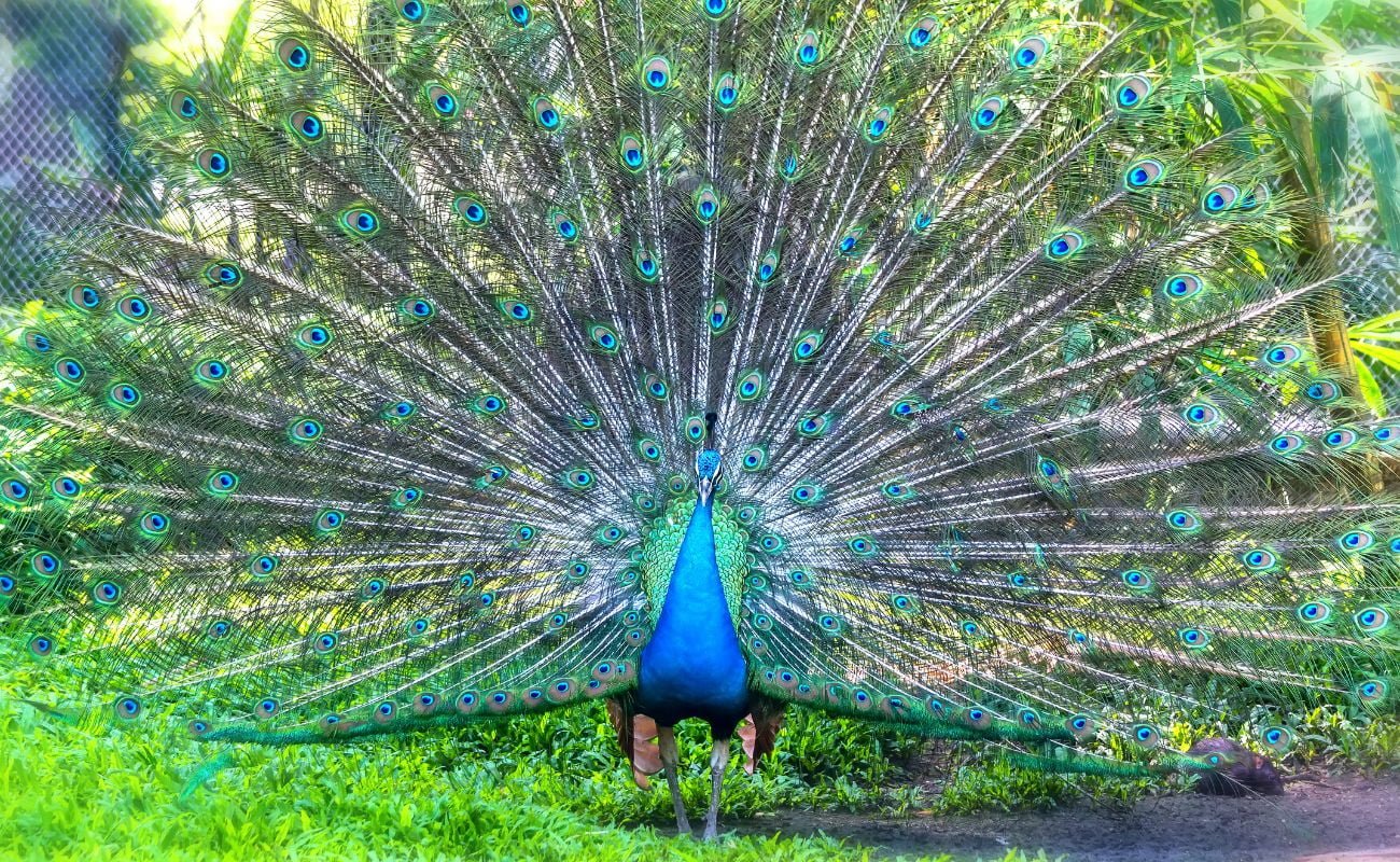 Peacock in Wildlife Image