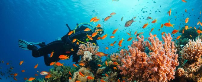 Scuba diving in Goa